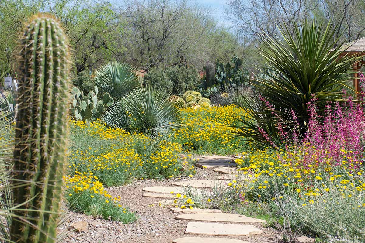 A horizontal image of a pathway through a xerophytic garden with a selection of native flowers and succulent and cacti.