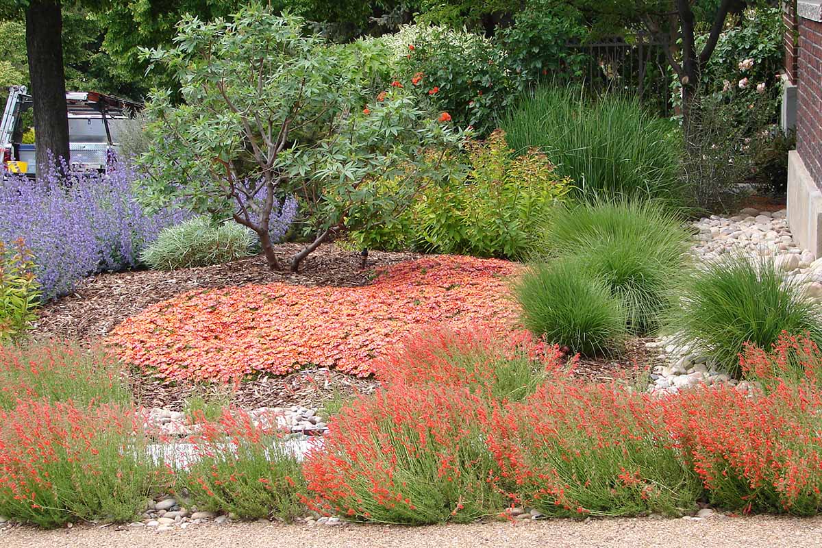 A horizontal image of a xerophytic landscape with a variety of water wise plantings.