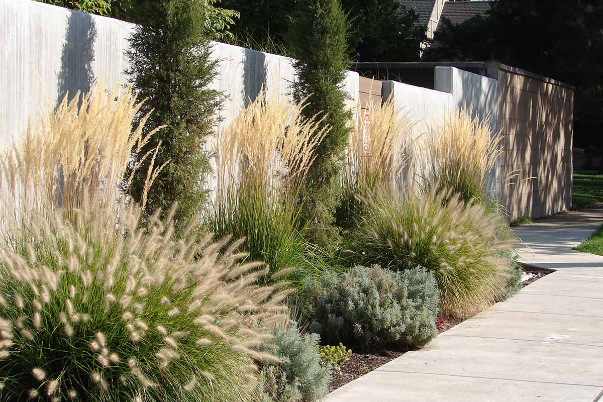 A horizontal image of plantings outside a concrete wall by the sidewalk.