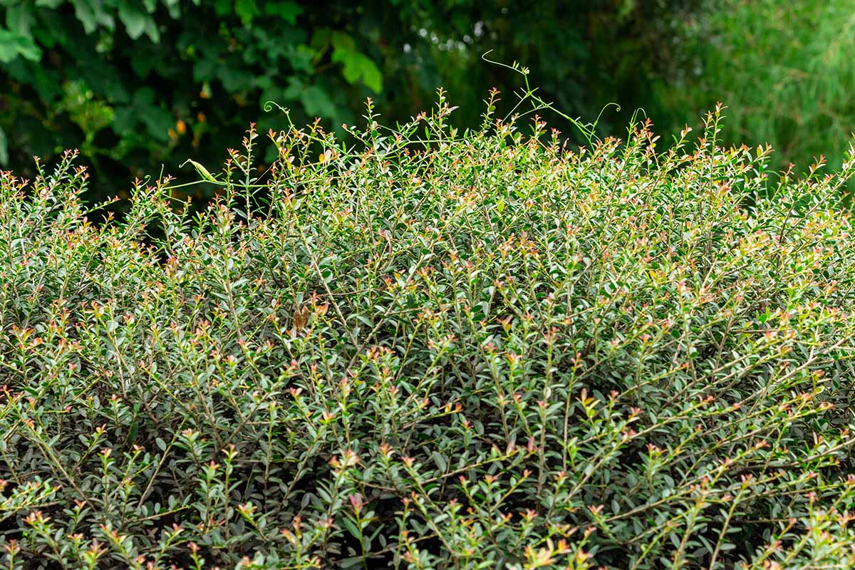 A horizontal image of dwarf Ilex vomitoria growing as a hedge in the garden.