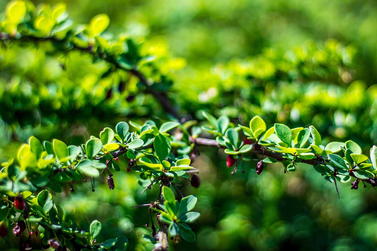 A close up horizontal image of the branches and foliage of Ilex vomitoria aka yaupon holly pictured on a soft focus background.