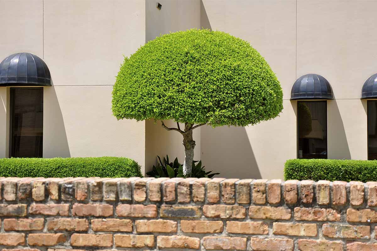 A horizontal image of Ilex vomitoria growing outside a building in a formal garden border.