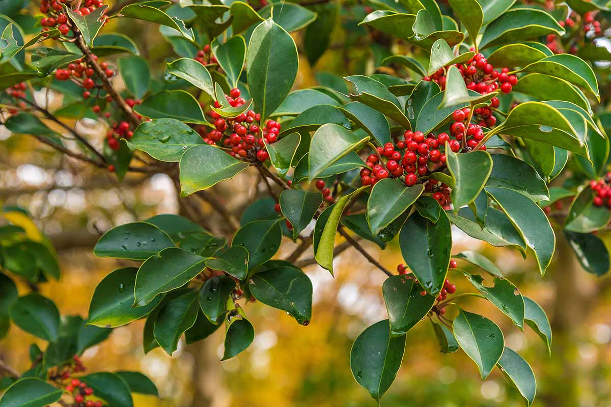 A close up horizontal image of the bright red berries and deep green foliage of yaupon holly.