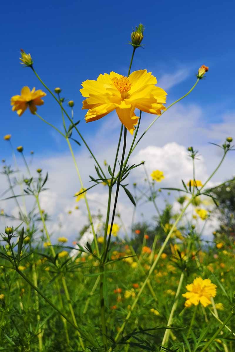 A vertical image of yellow cosmos flowers growing in a meadow pictured on a blue sky background.