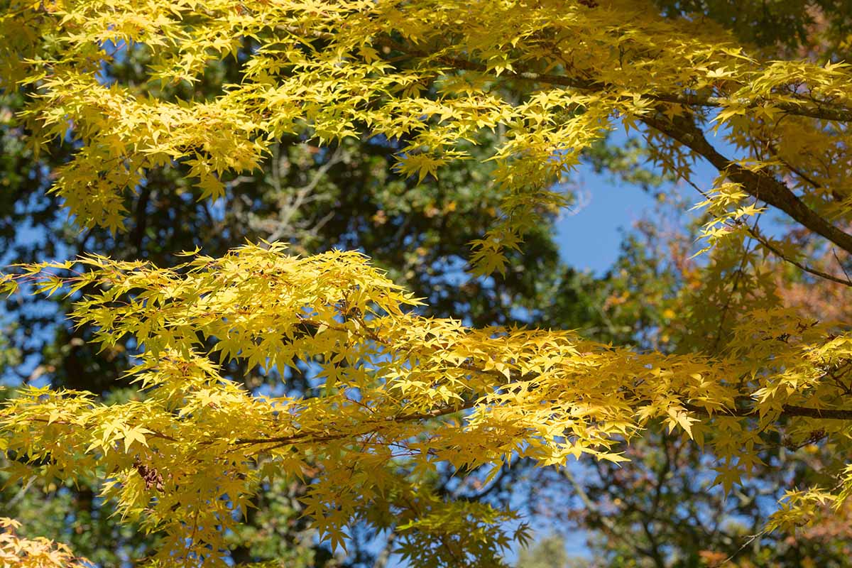 A close up horizontal image of the yellow foliage of Acer palmatum 'Eddisbury' pictured in bright sunshine on a blue sky background.