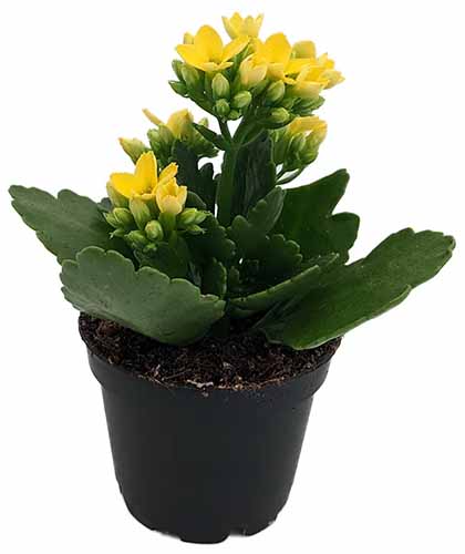 A close up image of a yellow kalanchoe plant growing in a small pot isolated on a white background.
