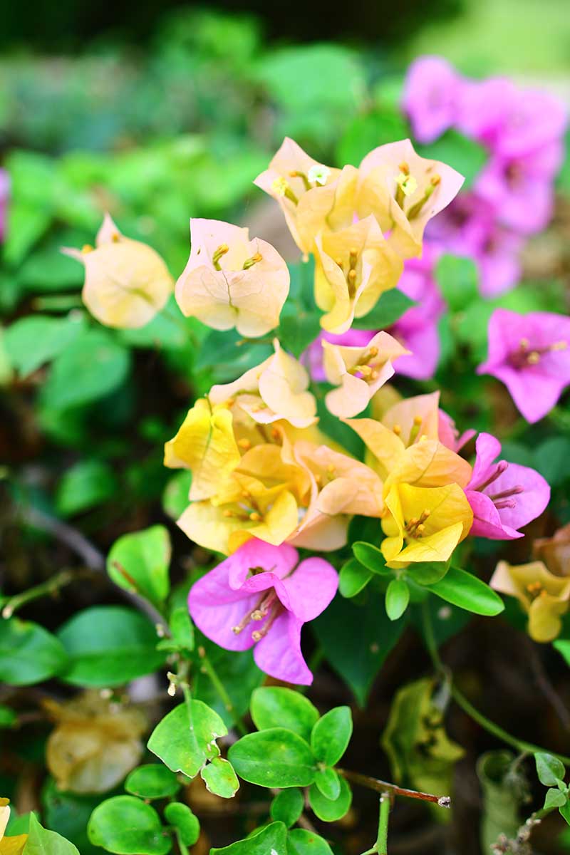 A vertical image of yellow and pink bougainvillea flowers pictured on a soft focus background.