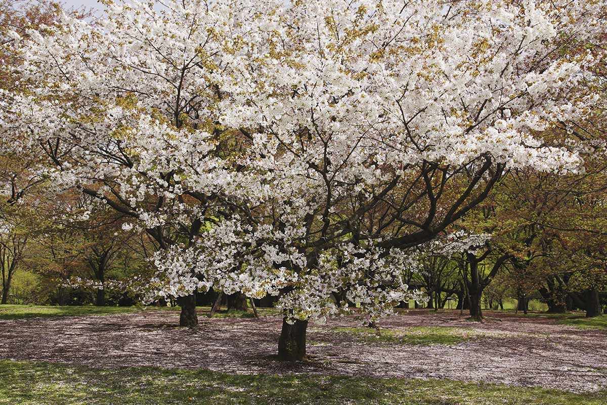 A horizontal image of a collection of Yoshino cherry trees in full bloom.
