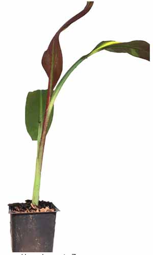 A close up of an Abyssinian banana plant in a small pot isolated on a white background.