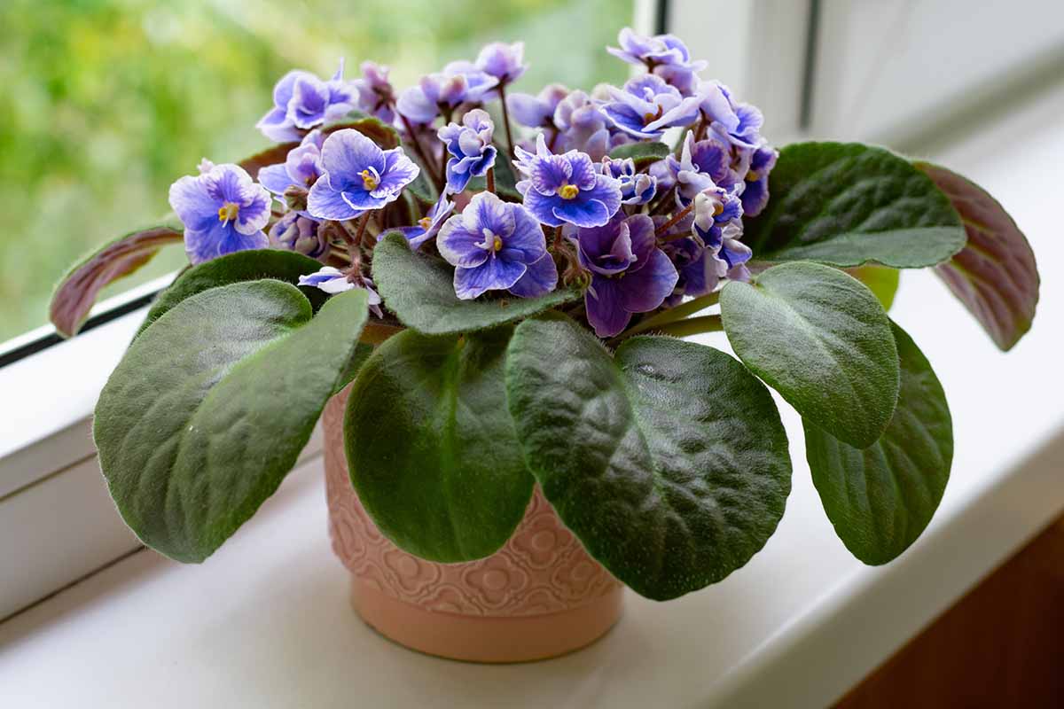 A close up horizontal image of an African violet plant with purple flowers growing in a terra cotta pot set on a windowsill.