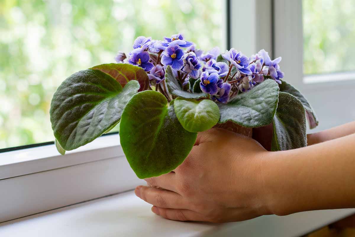A close up horizontal image of a gardener holding a potted African violet with purple flowers and setting it on a windowsill.