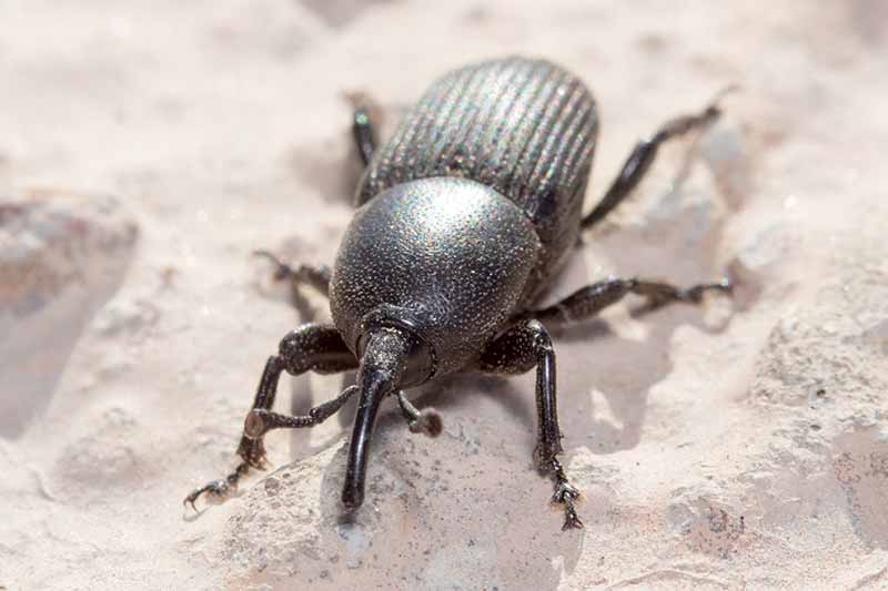 A close up horizontal image of an agave weevil walking on a concrete surface.