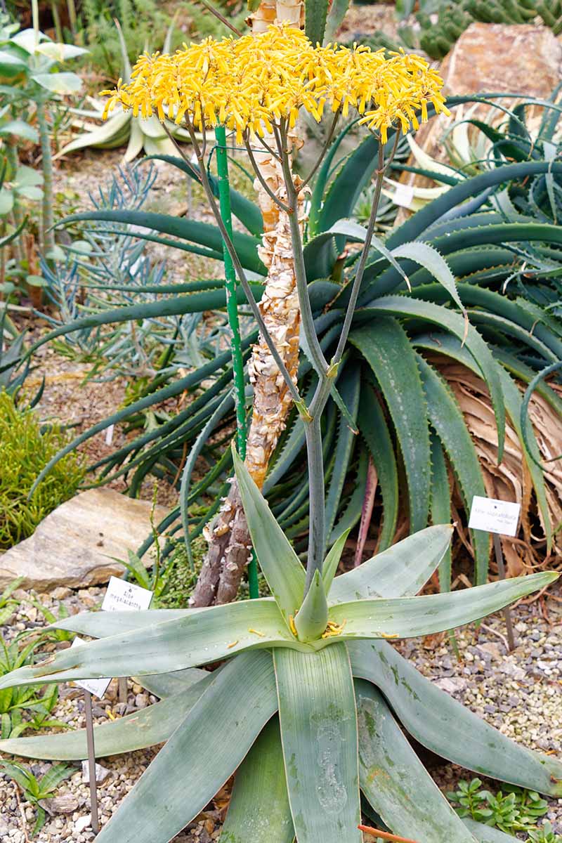 A vertical image of succulent aloe plants growing in a rocky garden with one of them in full bloom sporting yellow flowers.