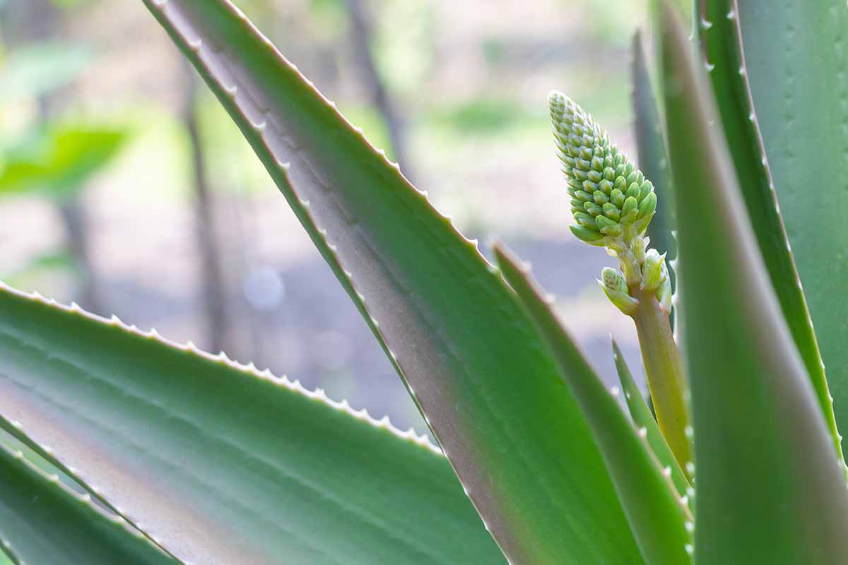 A close up horizontal image of a flower bud on a succulent aloe plant surrounded by spiky foliage pictured on a soft focus background.