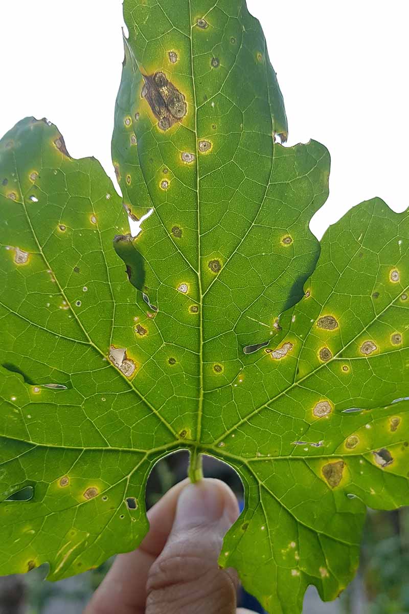 A close up vertical image of the symptoms of alternaria leaf spot symptoms on a leaf.