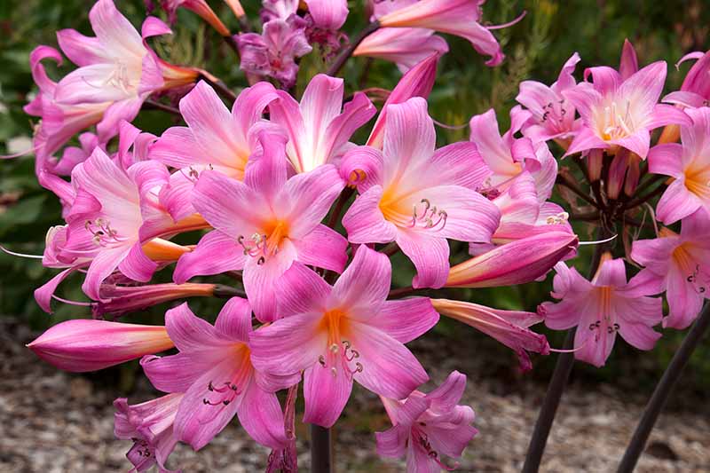 A close up horizontal image of pink Amaryllis belladonna flowers growing outdoors in the garden.