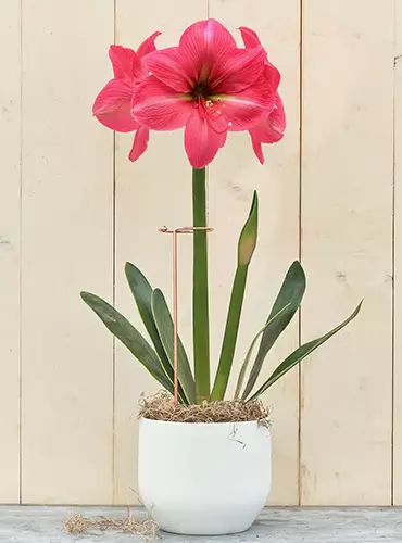A close up of an amaryllis flower growing in a pot with a support stake helping to hold it upright.
