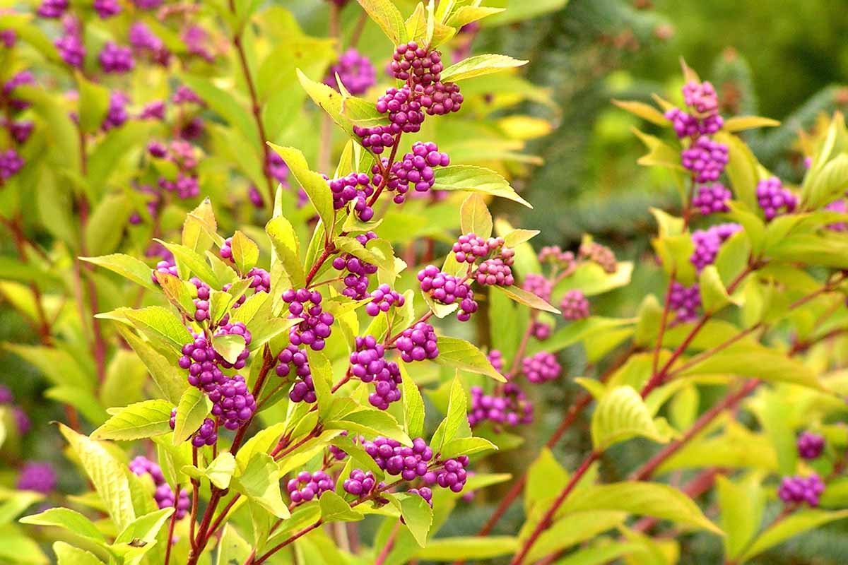 A close up horizontal image of American beautyberry shrub growing in the garden with yellowish-green foliage and purple berries.