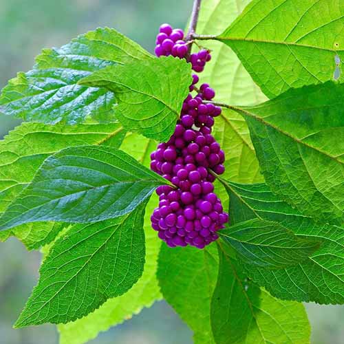A close up square image of the green foliage and purple berries of American beautyberry growing in the garden.