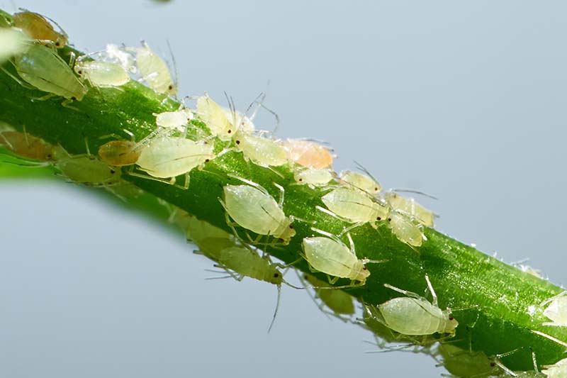 A horizontal image of a large number of aphids infesting a branch.
