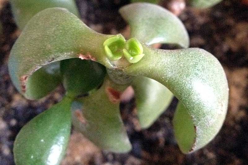 A close up horizontal image of new growth appearing at the top of a pruned stem of a jade plant.