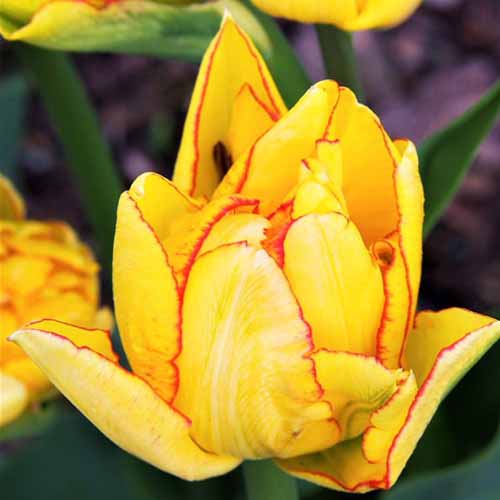 A close up square image of yellow and red 'Aquila' tulips growing in the garden.
