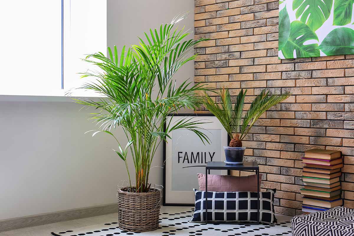A horizontal image of an interiorscape with an areca palm to the left of the frame and a sago to the right, with a brick wall on the background.