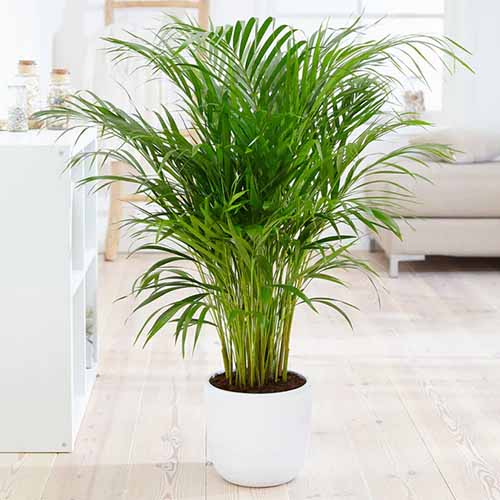 A close up square image of an areca palm in a white pot set on a wooden floor with a sofa in the background.