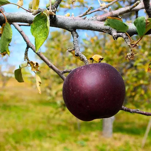 A close up square image of an 'Arkansas Black' apple growing on the tree pictured on a soft focus background.