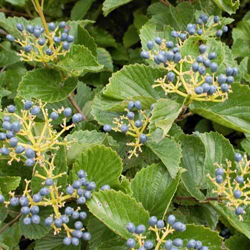 A square image of the foliage and berries of arrowwood viburnum growing in the garden.