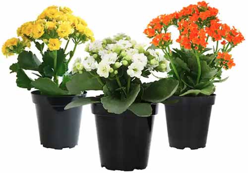 A close up of three kalanchoe plants in white, yellow, and orange pictured on a white background.