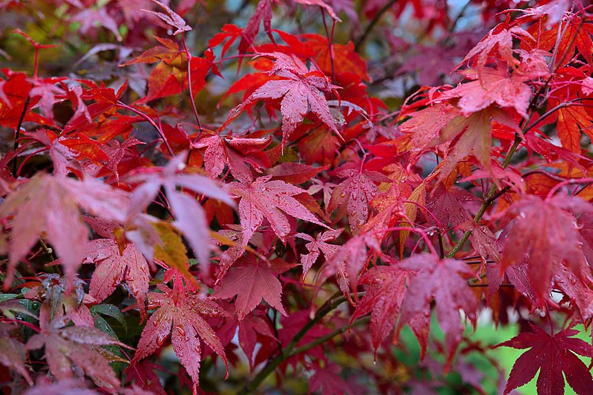 A close up horizontal image of the deep red foliage of an 'Atropurpureum' Japanese maple growing in the garden.