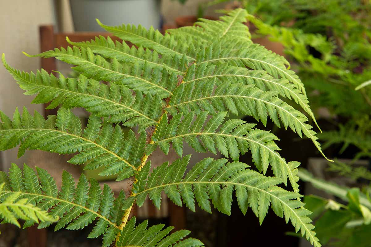 A close up horizontal image of the foliage of an Australian tree fern plant.