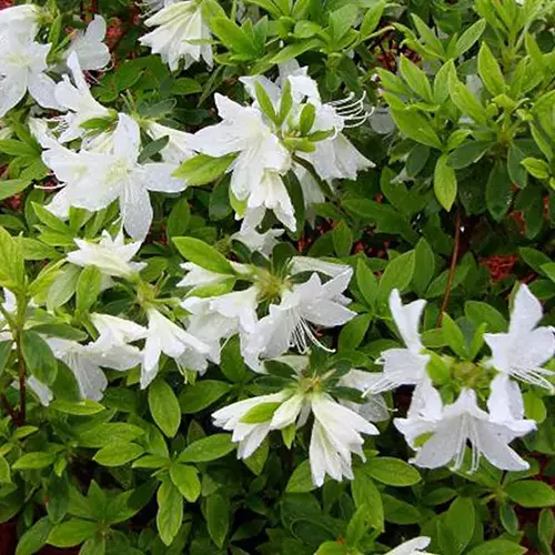 A close up square image of the green foliage and white flowers of Autumn Lily azalea.