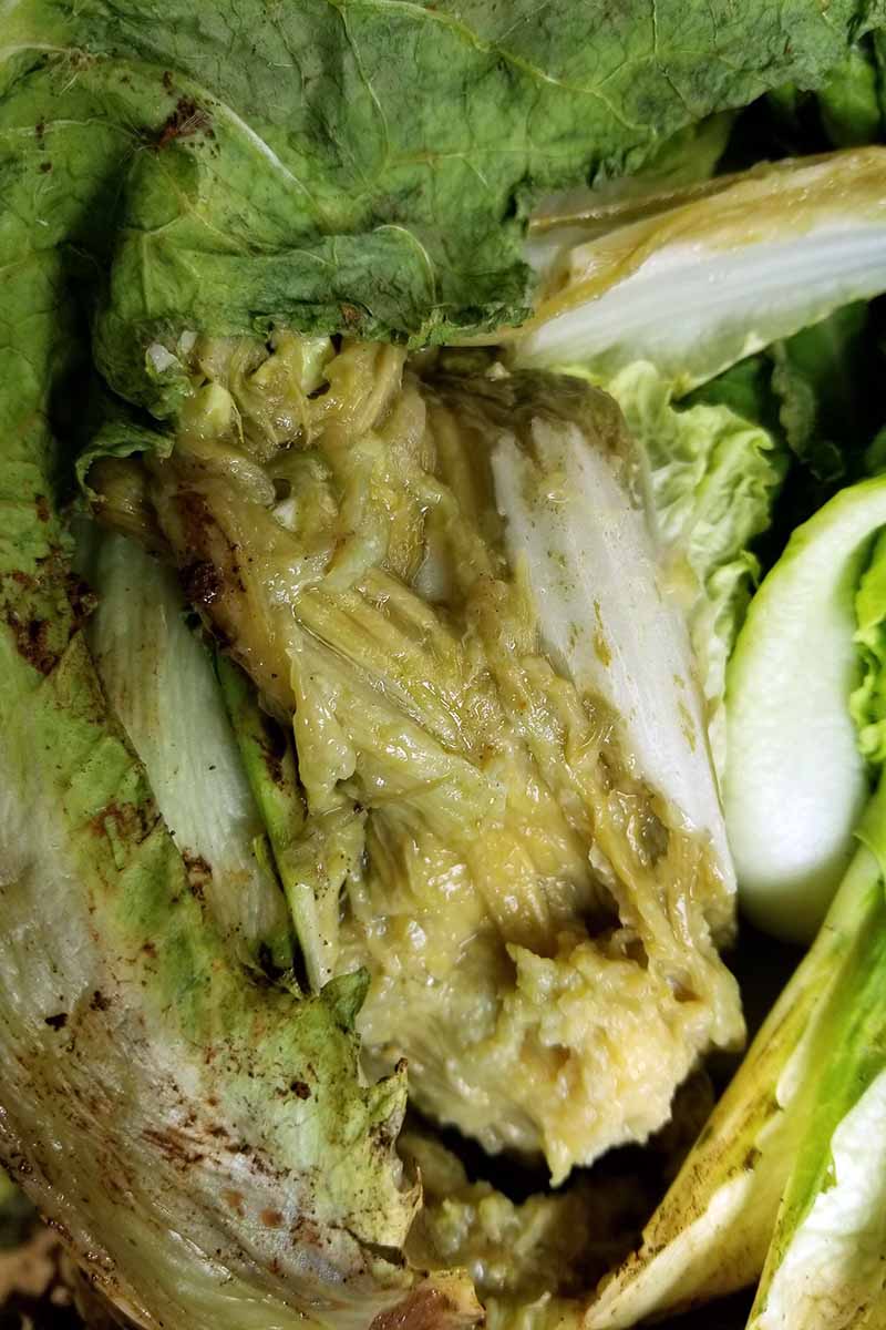 A close up vertical image of a bok choy plant that is suffering from a bacterial disease called soft rot.