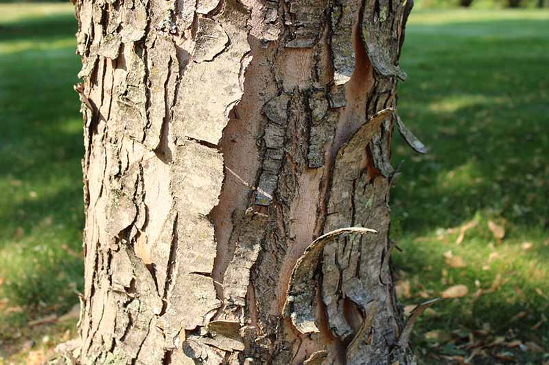 A close up horizontal image of bark cracking and peeling on a silver maple tree.