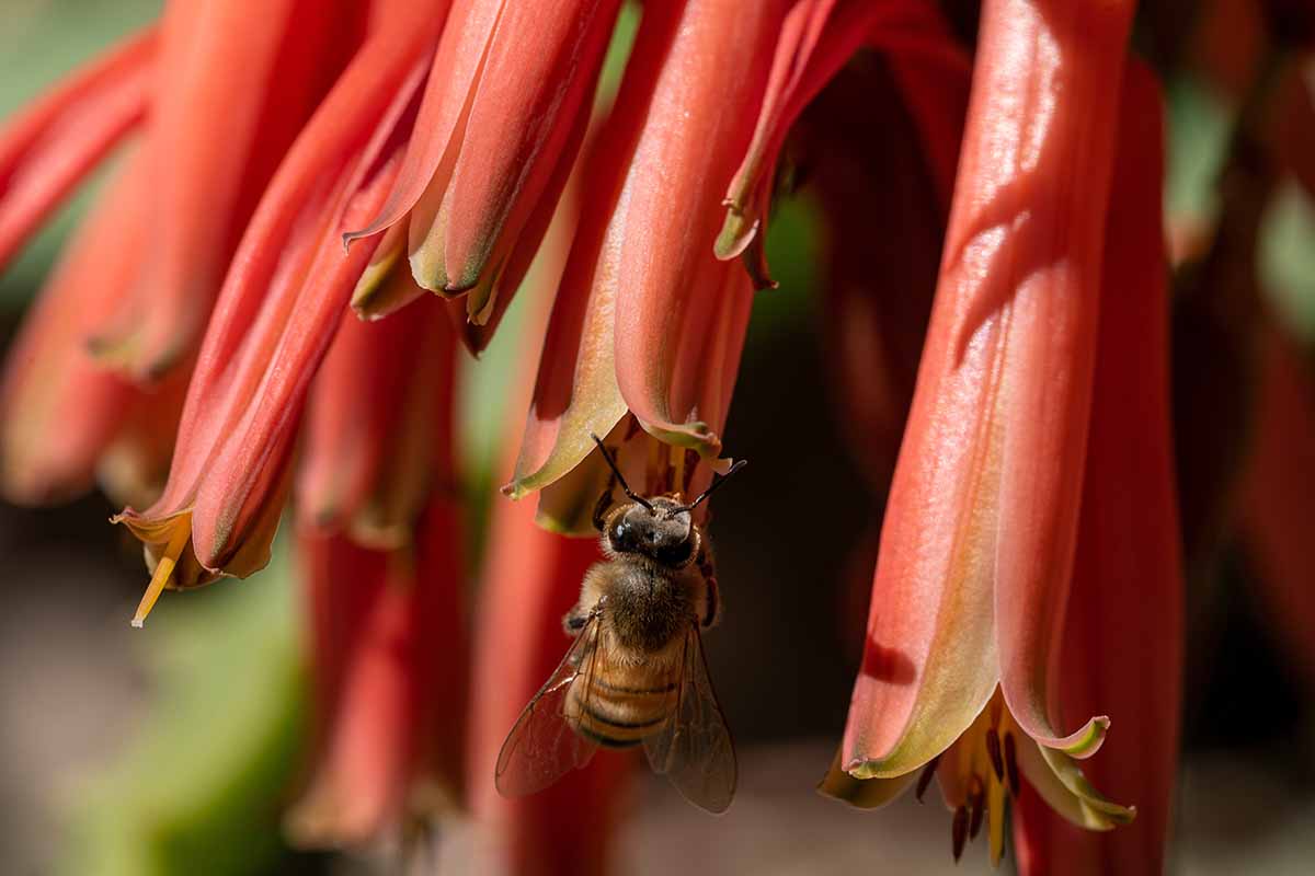 A close up horizontal image of a bee feeding from bright red tubular flowers.
