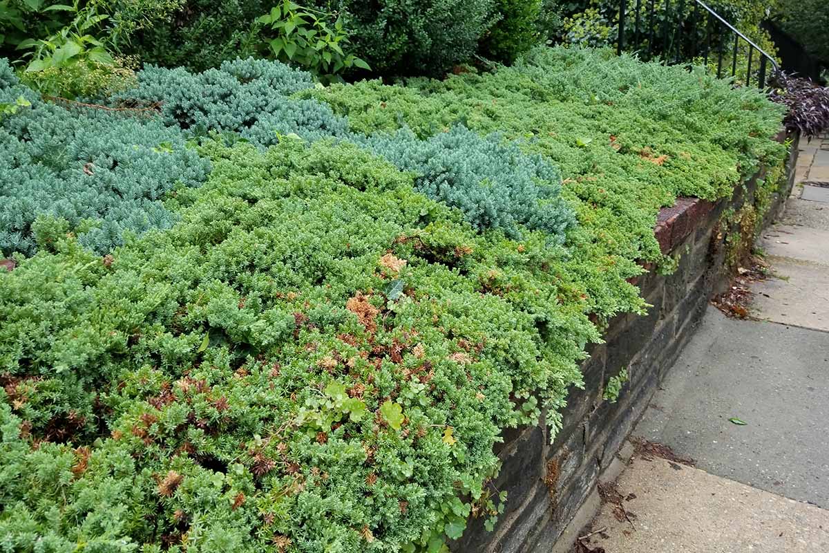 A close up horizontal image of creeping juniper growing in a garden border flanking a pathway.