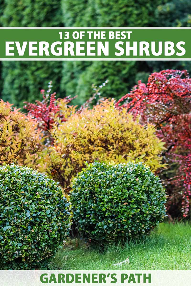 A vertical image of a variety of different evergreen shrubs growing in the garden. To the top and bottom of the frame is green and white printed text.