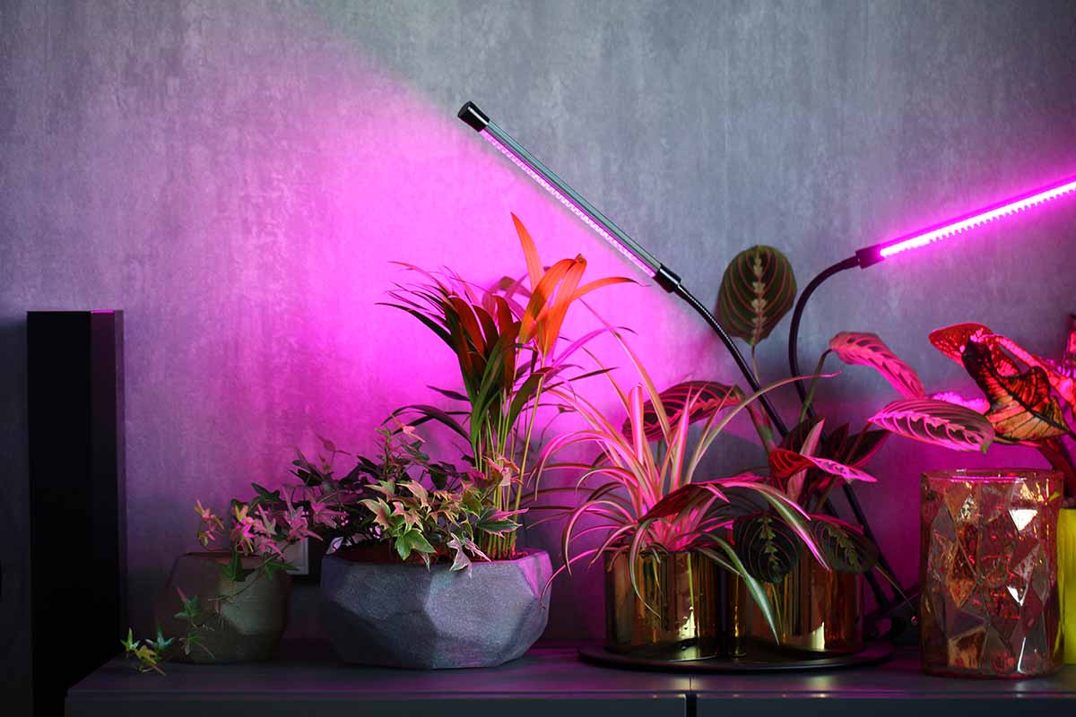 A close up horizontal image of a collection of houseplants growing under grow lights indoors.