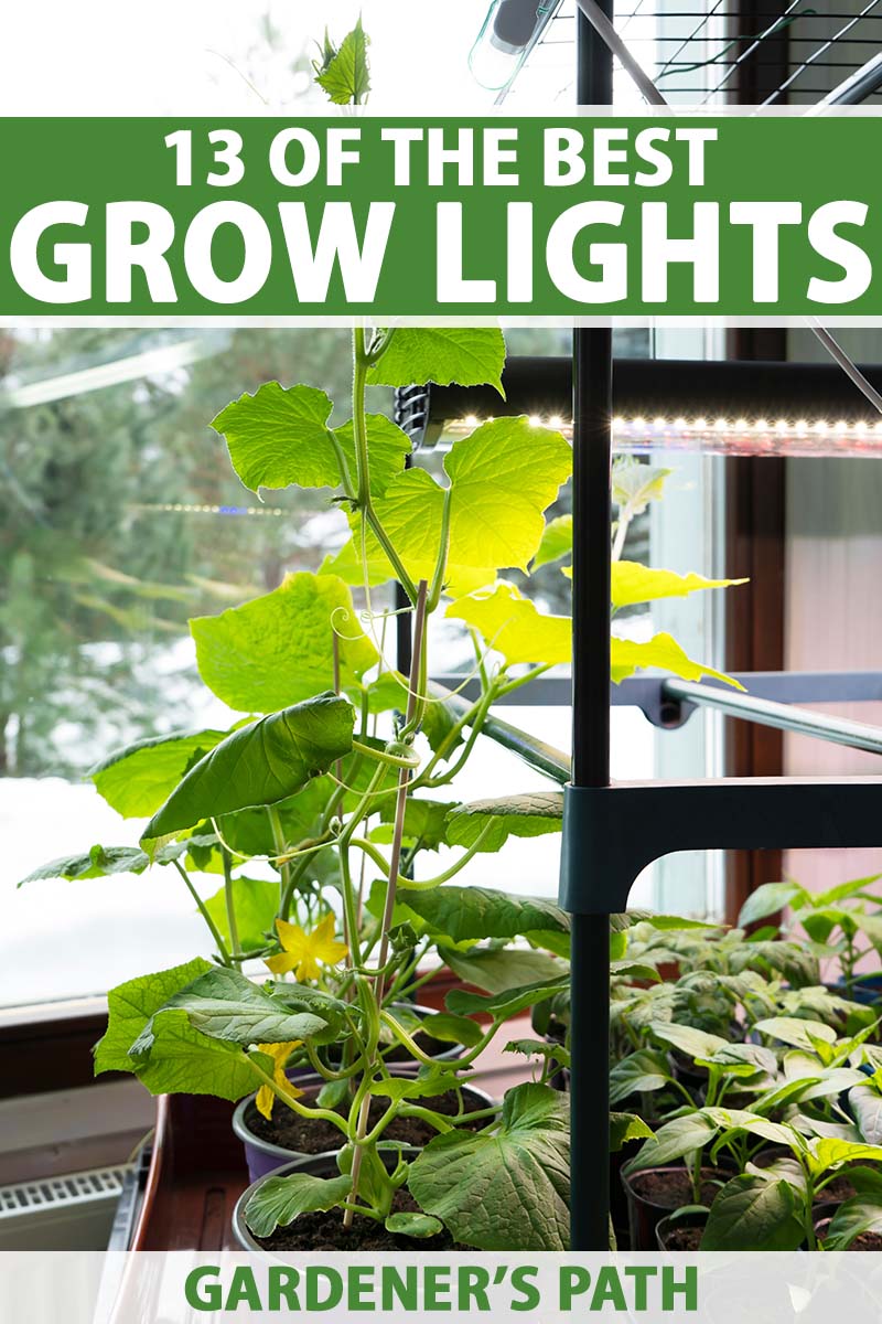 A vertical image of an indoor garden growing vegetables and herbs using grow lights. To the top and bottom of the frame is green and white printed text.