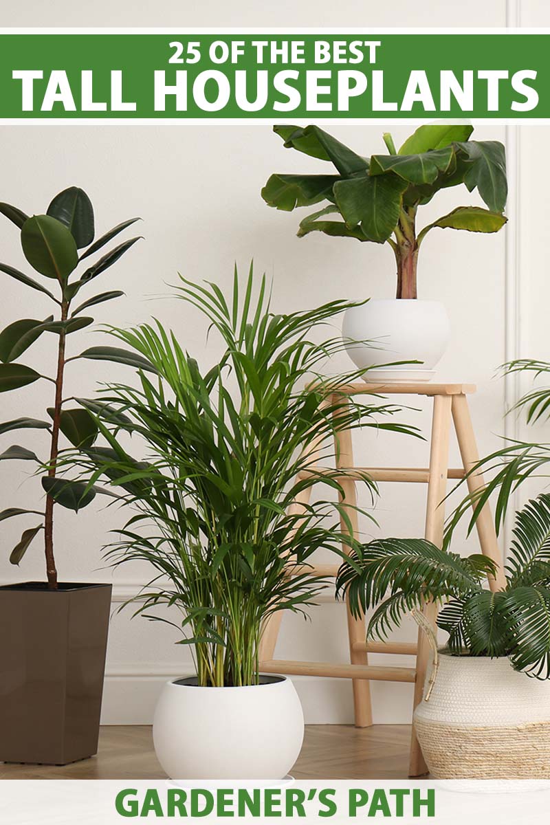 A vertical image of a collection of tall houseplants growing in decorative pots. To the top and bottom of the frame is green and white printed text.
