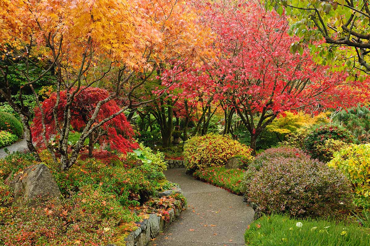 A horizontal image of a pathway through a garden ablaze with vibrant fall colors.