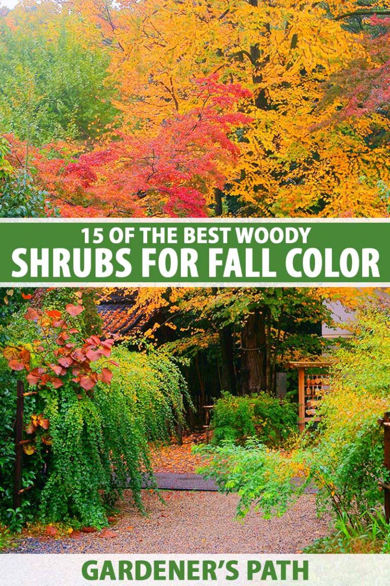 15 of the Best Woody Shrubs for Fall Color | Gardener's Path