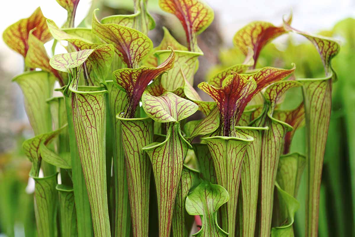A close up horizontal image of green and maroon striped carnivorous Sarracenia oreophila plants pictured on a soft focus background.