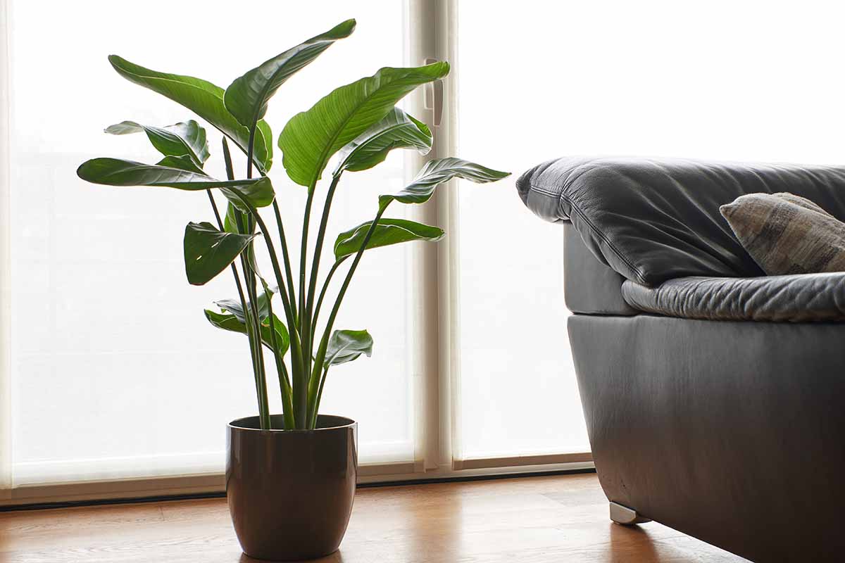 A horizontal image of a bird of paradise plant growing in a pot next to a couch.
