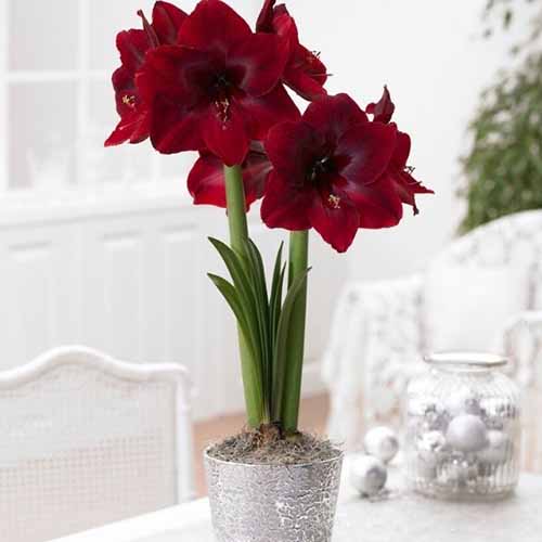 A square image of the deep maroon flowers of Hippeastrum 'Black Pearl' growing in a silver pot set on a white table indoors.