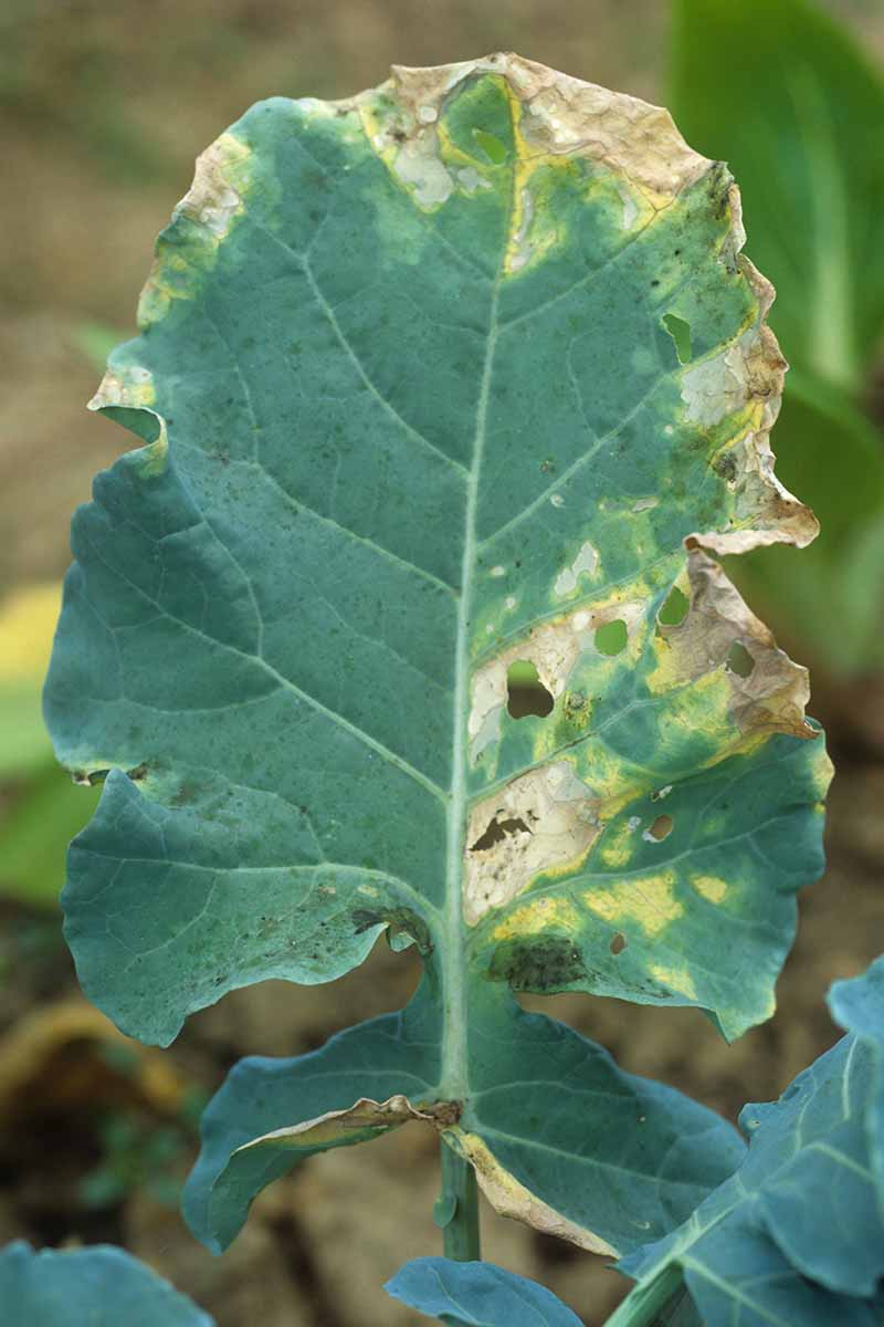 A close up vertical image of the symptoms of black rot caused by Xanthomonas campestris bacteria.