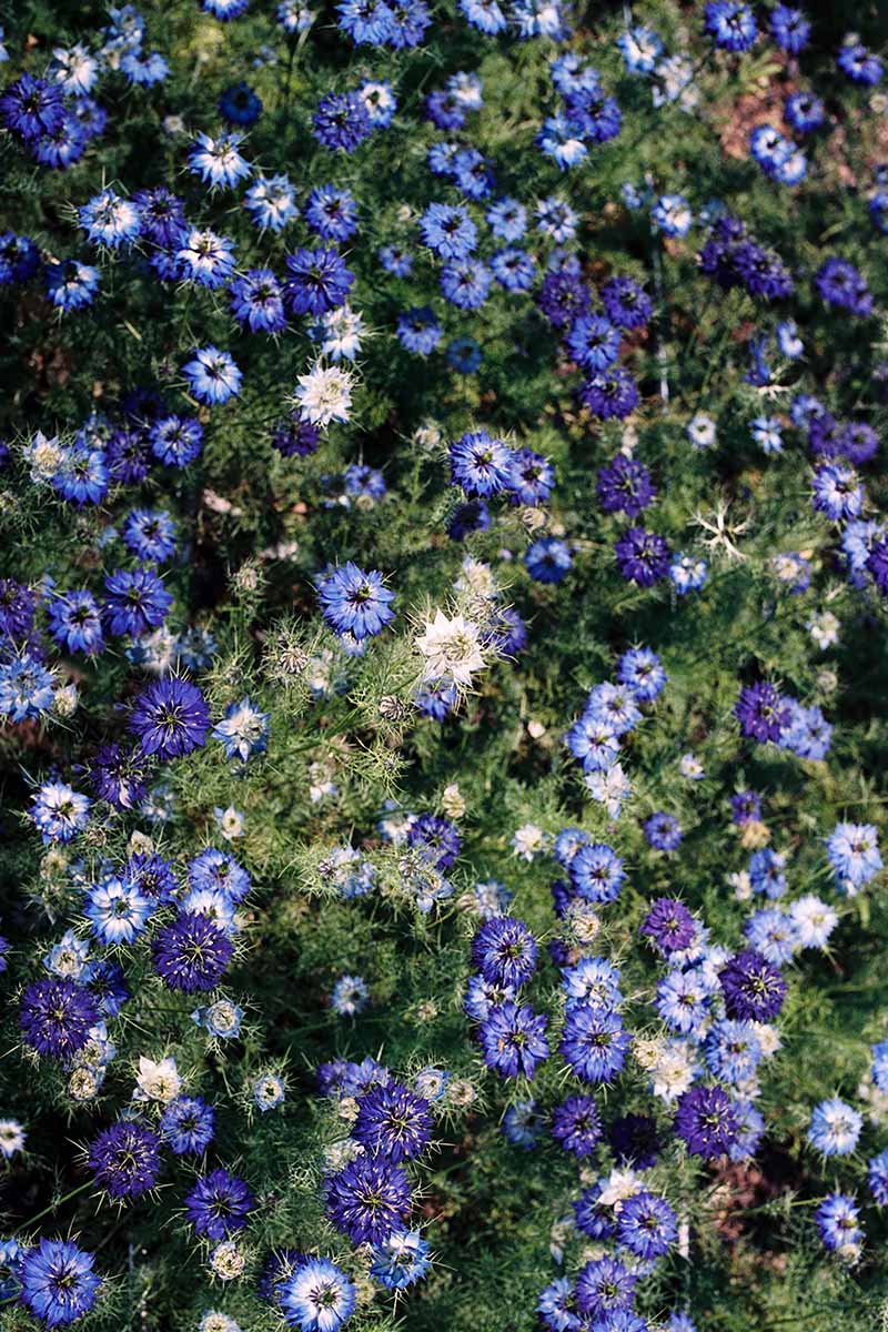 A close up vertical image of bachelor's button flowers growing in the garden.