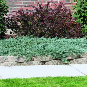 How to Grow and Care for Creeping Juniper | Gardener’s Path